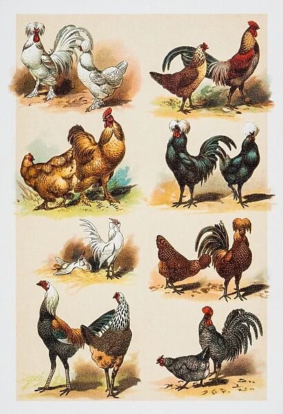 Poultry Hens Rooster engraving 1882
