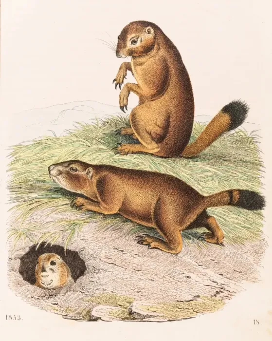 Framed Print : Prairie dog color illustration 1853 Framed Print : Prairie dog color illustration 1853