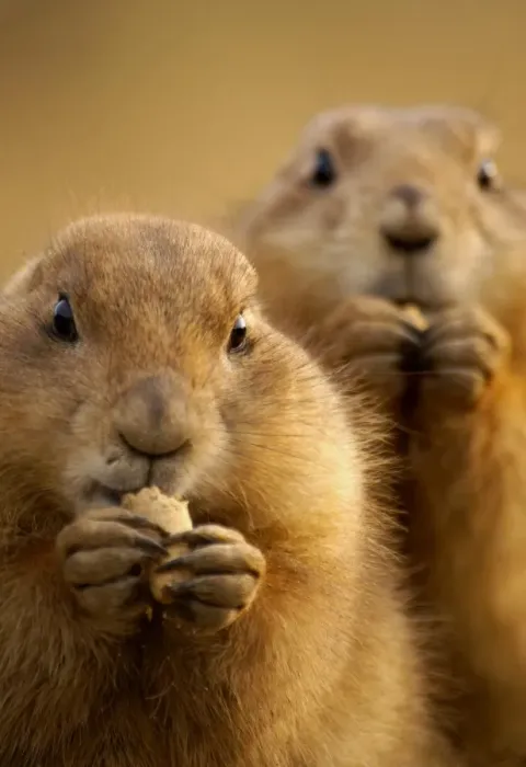 Framed Print : Prairie dogs ( Cynomys )
