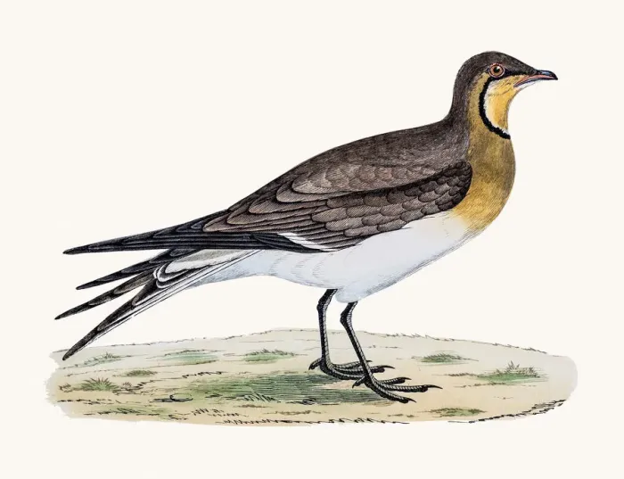 Framed Print : Pratincole bird Framed Print : Pratincole bird