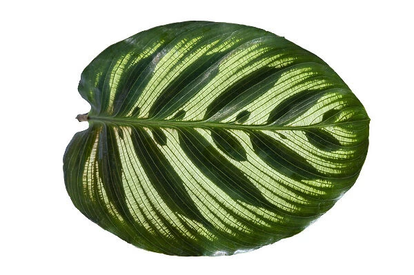 Prayer Plant Leaf on a white background isolated