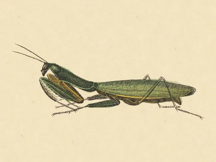 Framed Print : Praying Mantis