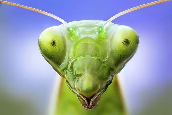 Praying mantis head, close up