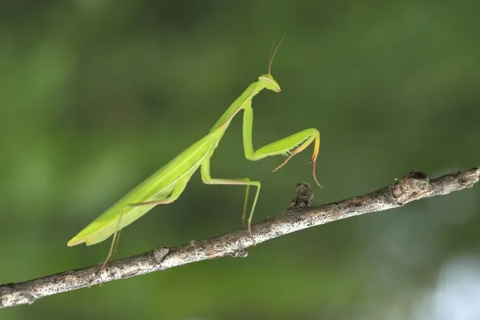 Framed Print : Praying Mantis -Mantis religiosa-, Burgenland, Austria