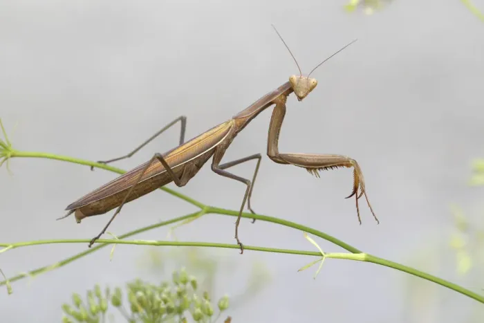 Framed Print : Praying Mantis -Mantis religiosa-, Burgenland, Austria Framed Print : Praying Mantis -Mantis religiosa-, Burgenland, Austria