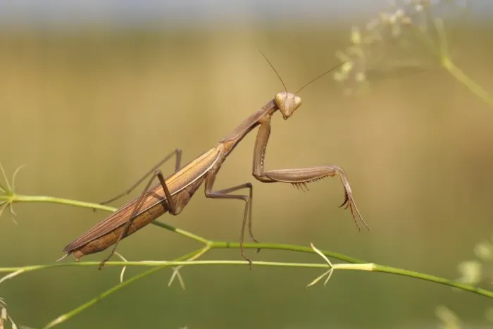 Framed Print : Praying Mantis -Mantis religiosa-, Burgenland, Austria Framed Print : Praying Mantis -Mantis religiosa-, Burgenland, Austria