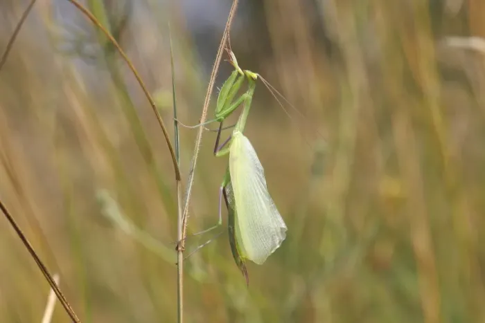 Framed Print : Praying Mantis -Mantis religiosa-, newly hatched, Hackelberg nature reserve, Burgenland, Austria Framed Print : Praying Mantis -Mantis religiosa-, newly hatched, Hackelberg nature reserve, Burgenland, Austria