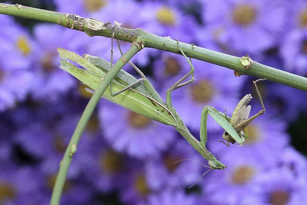 Praying mantis -Mantis religiosa- feeding on grasshopper, Hungary, Europe
