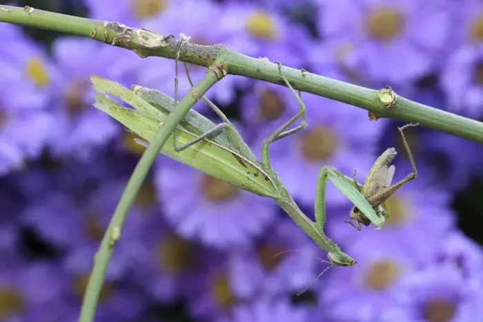 Framed Print : Praying mantis -Mantis religiosa- feeding on grasshopper, Hungary, Europe Framed Print : Praying mantis -Mantis religiosa- feeding on grasshopper, Hungary, Europe