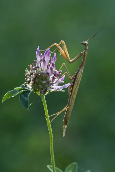 Framed Print : Praying Mantis -Mantis religiosa-, Italy Framed Print : Praying Mantis -Mantis religiosa-, Italy
