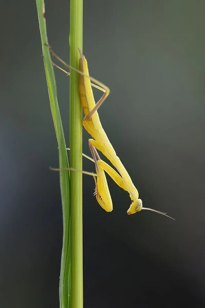 Praying Mantis -Mantis religiosa-, young, lurking, catching pose, Bulgaria