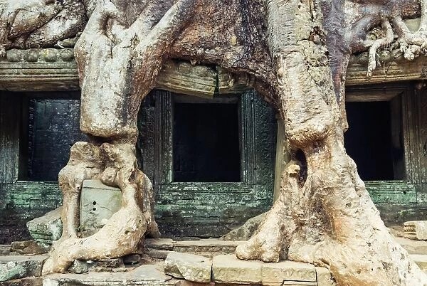 Preah Khan temple covered by strangler fig tree