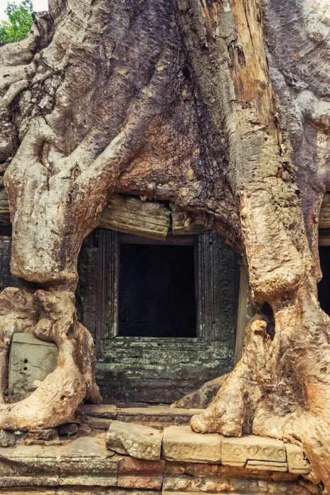 Framed Print : Preah Khan temple covered by strangler fig tree Framed Print : Preah Khan temple covered by strangler fig tree