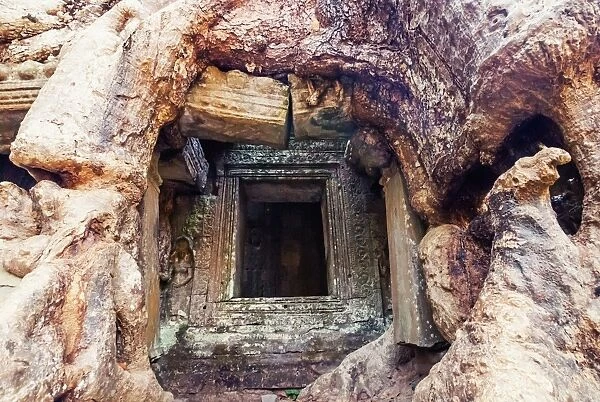 Preah Khan temple covered by strangler fig tree