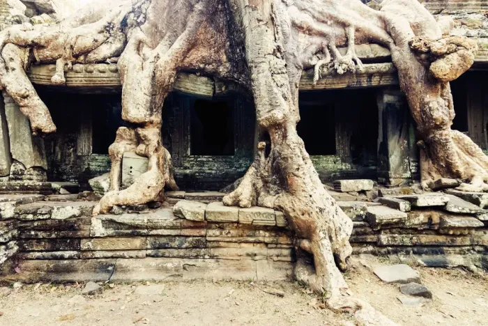 Framed Print : Preah Khan temple covered by strangler fig tree