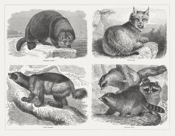 Predators, wood engravings, published in 1878