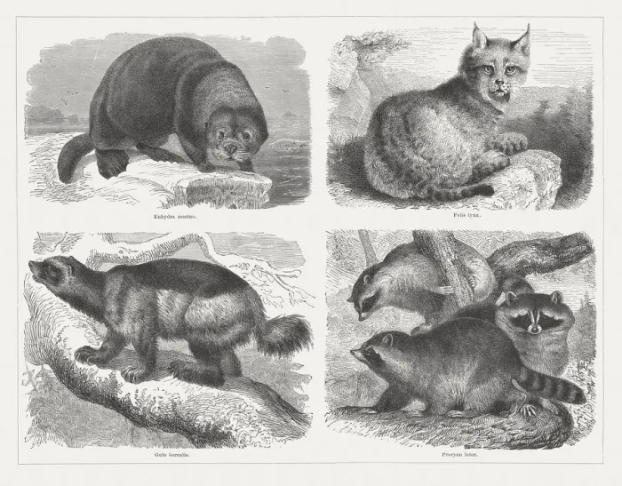 Framed Print : Predators, wood engravings, published in 1878 Framed Print : Predators, wood engravings, published in 1878