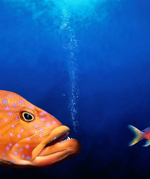 Predatory fish chasing smaller fish (Digital)