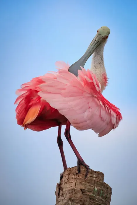 Framed Print : Preening Spoonbill sits atop a palm tree stump and preens Framed Print : Preening Spoonbill sits atop a palm tree stump and preens