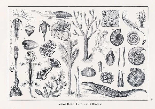 Prehistoric Animals and Plants Chromolithography 1899