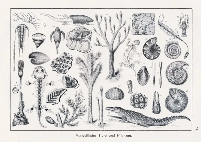 Framed Print : Prehistoric Animals and Plants Chromolithography 1899 Framed Print : Prehistoric Animals and Plants Chromolithography 1899