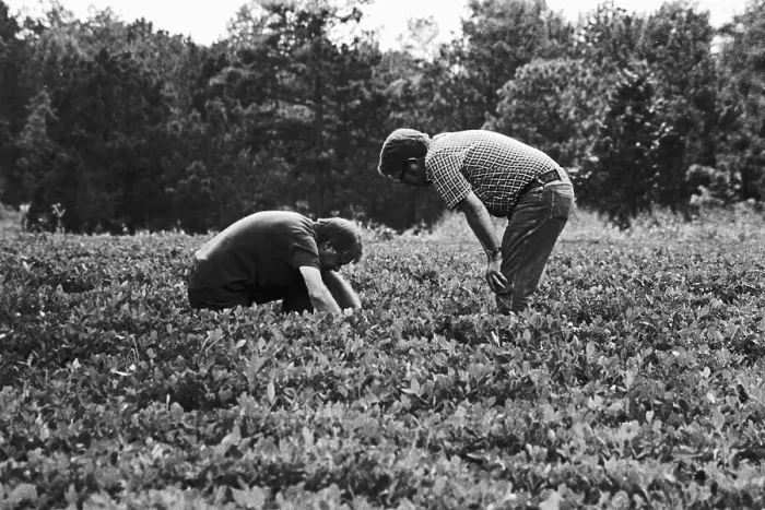Framed Print : President Jimmy Carter Crouches in Peanut Patch Framed Print : President Jimmy Carter Crouches in Peanut Patch
