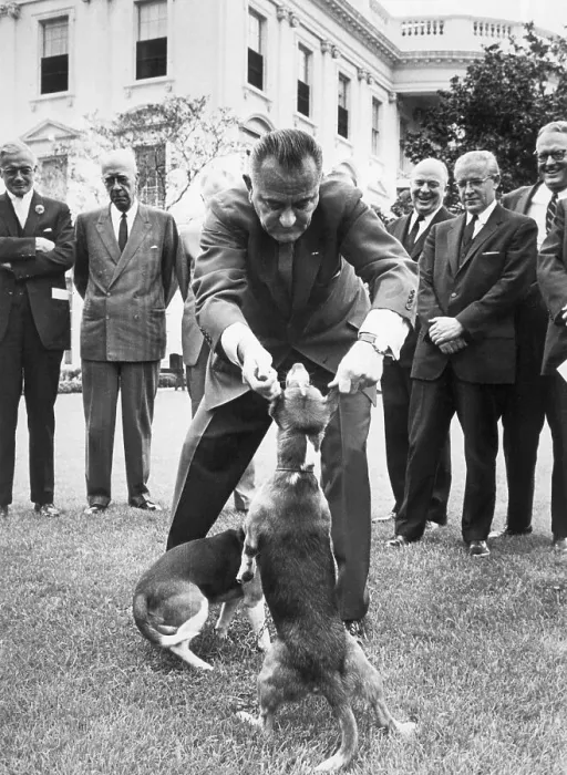 Framed Print : President Johnson Playing with Pet Beagles Framed Print : President Johnson Playing with Pet Beagles