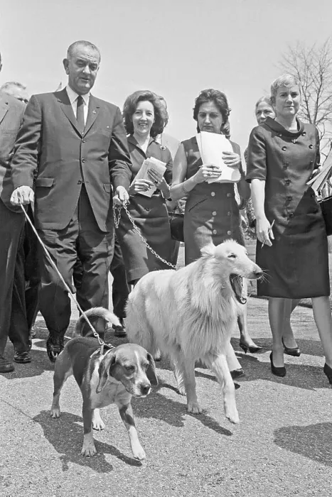 Framed Print : President Johnson Walking Dogs Framed Print : President Johnson Walking Dogs