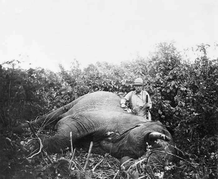 Framed Print : President Theodore Roosevelt with Slain Elephant Framed Print : President Theodore Roosevelt with Slain Elephant