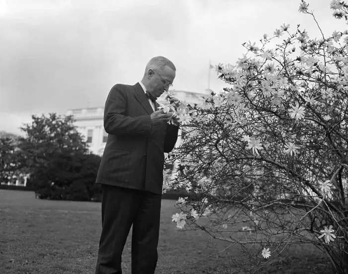 Framed Print : President Truman Examines a White House Magnolia Tree Framed Print : President Truman Examines a White House Magnolia Tree