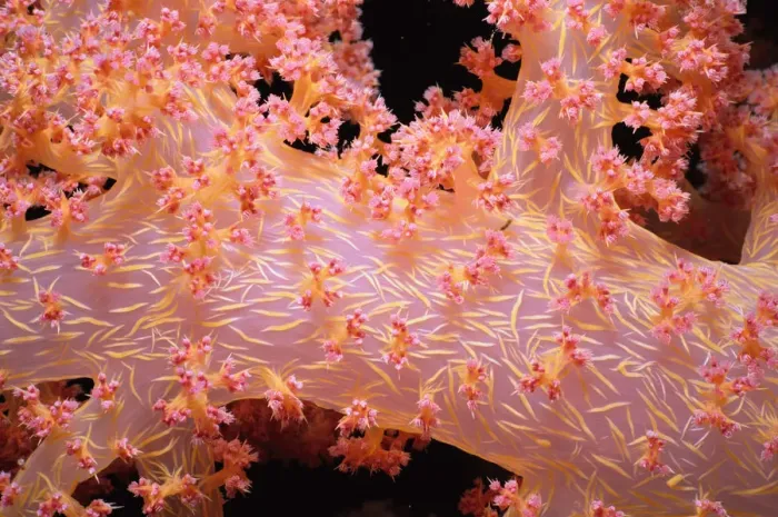 Framed Print : Prickly Alcyonarian Coral