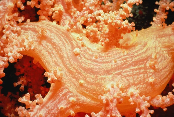 Prickly alcyonarian coral (Dendronephthya sp. ) with polyps retracted