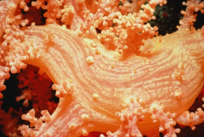 Framed Print : Prickly alcyonarian coral (Dendronephthya sp. ) with polyps retracted Framed Print : Prickly alcyonarian coral (Dendronephthya sp. ) with polyps retracted