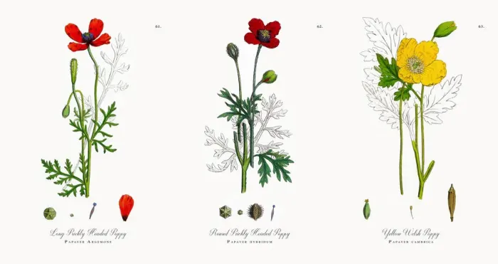 Framed Print : Prickly Headed Poppy, Papaver Argemone, Victorian Botanical Illustration, 1863 Framed Print : Prickly Headed Poppy, Papaver Argemone, Victorian Botanical Illustration, 1863