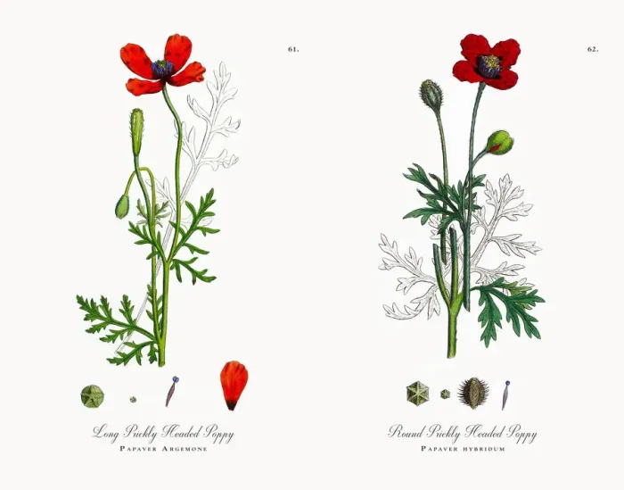 Framed Print : Prickly Headed Poppy, Papaver Argemone, Victorian Botanical Illustration, 1863 Framed Print : Prickly Headed Poppy, Papaver Argemone, Victorian Botanical Illustration, 1863
