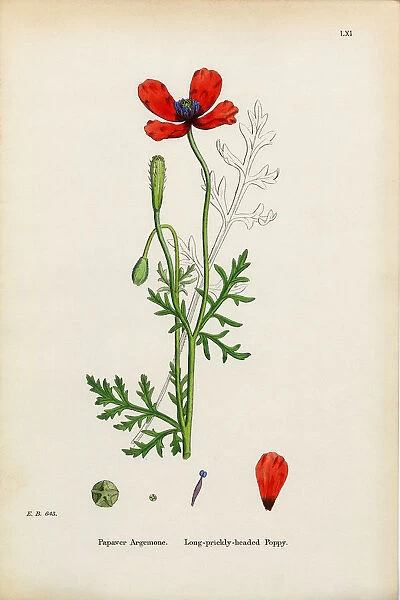 Prickly Headed Poppy, Papaver Argemone, Victorian Botanical Illustration, 1863