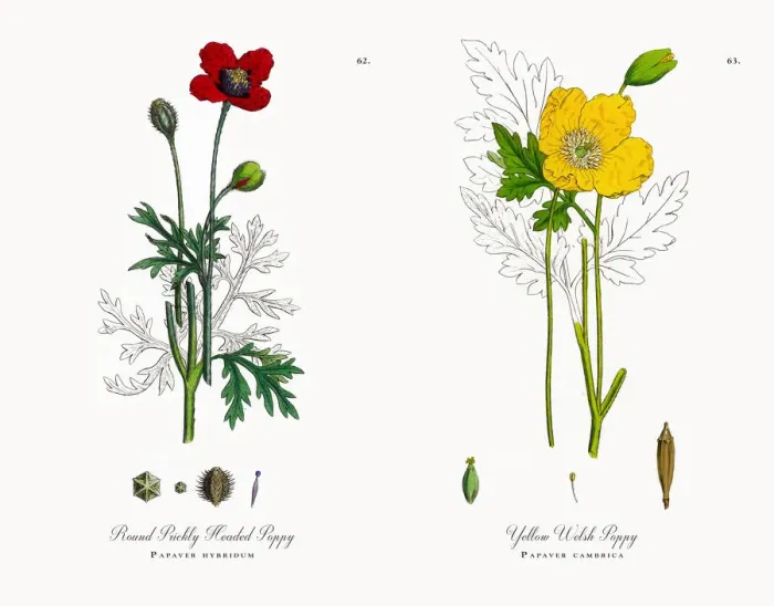 Framed Print : Prickly Headed Poppy, Papaver hybridum, Victorian Botanical Illustration, 1863 Framed Print : Prickly Headed Poppy, Papaver hybridum, Victorian Botanical Illustration, 1863