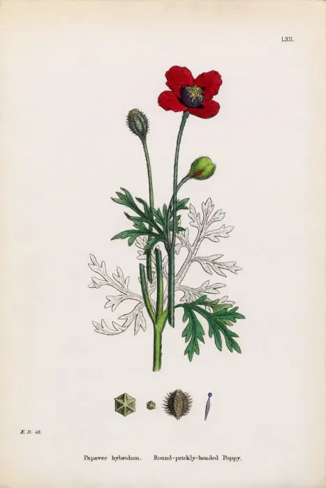 Framed Print : Prickly Headed Poppy, Papaver hybridum, Victorian Botanical Illustration, 1863