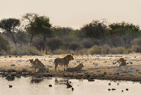 Pride of lions -Panthera leo- drinking at the Klein Namutoni waterhole, Etosha National Park, Namibia