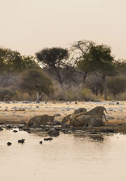Pride of lions -Panthera leo- drinking at the Klein Namutoni waterhole, Etosha National Park, Namibia
