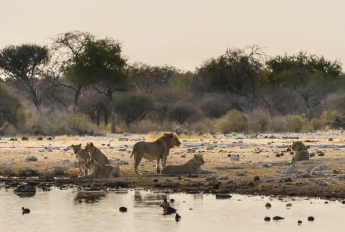 Framed Print : Pride of lions -Panthera leo- drinking at the Klein Namutoni waterhole, Etosha National Park, Namibia Framed Print : Pride of lions -Panthera leo- drinking at the Klein Namutoni waterhole, Etosha National Park, Namibia