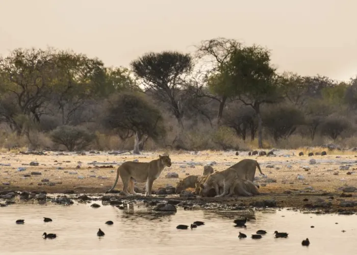 Framed Print : Pride of lions -Panthera leo- drinking at the Klein Namutoni waterhole, Etosha National Park, Namibia Framed Print : Pride of lions -Panthera leo- drinking at the Klein Namutoni waterhole, Etosha National Park, Namibia