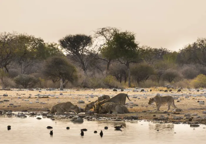 Framed Print : Pride of lions -Panthera leo- drinking at the Klein Namutoni waterhole, Etosha National Park, Namibia Framed Print : Pride of lions -Panthera leo- drinking at the Klein Namutoni waterhole, Etosha National Park, Namibia