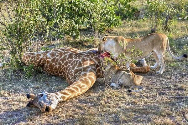 Pride of Lions -Panthera leo- feeding on a giraffe, Masai Mara National Park, Kenya, East Africa, Africa, PublicGround