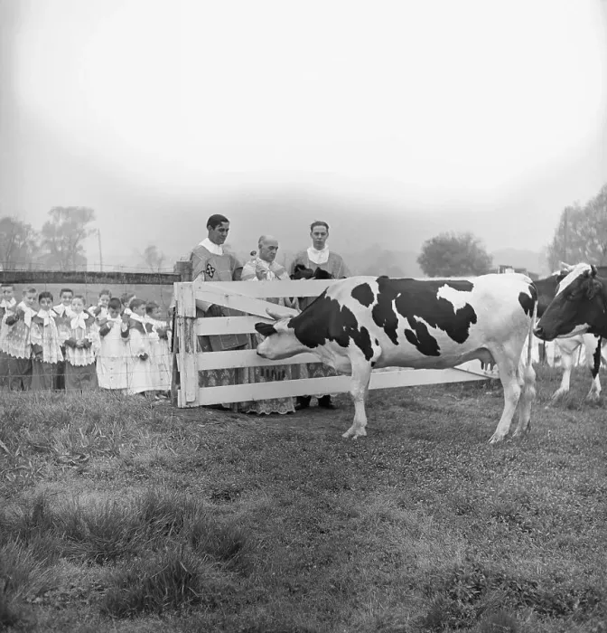 Framed Print : Priests with Children, Blessing Cows Framed Print : Priests with Children, Blessing Cows