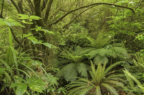 Primary forest, rain forest and Tree Ferns -Cyatheales-, North Island, New Zealand