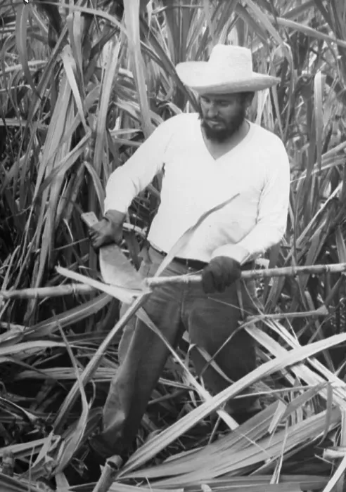 Framed Print : Prime Minister Fidel Castro Working in Sugar Cane Field Framed Print : Prime Minister Fidel Castro Working in Sugar Cane Field