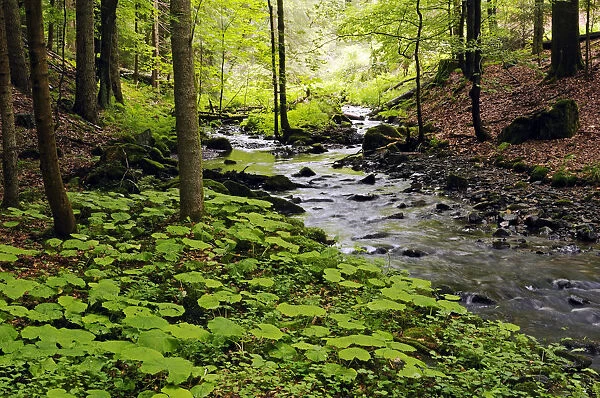 Primeval forest in the Vessertal valley, Biosphaerenreservat Vessertal-Thueringer Wald, biosphere reserve Vesser valley-Thuringian Forest, Thuringia, Germany, Europe