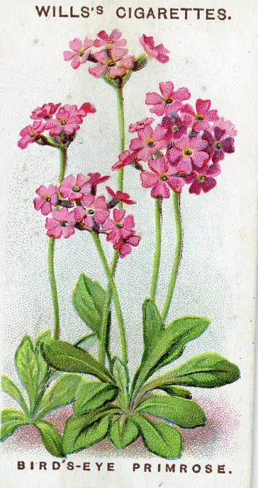 Framed Print : Primrose, Alpine Flowers series, collectible cigarette card, 1913 Framed Print : Primrose, Alpine Flowers series, collectible cigarette card, 1913