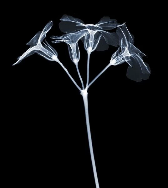 Primrose flower (Primula sp. ), X-ray
